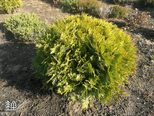 Thuja occidentalis   'Mirjam'